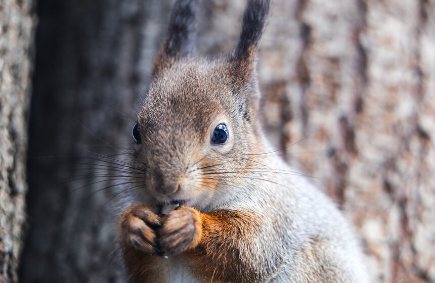 Пушистые жители Нескучного сада 7 фото