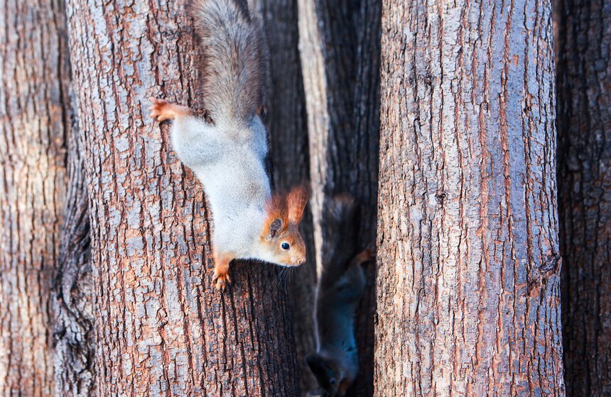 Пушистые жители Нескучного сада 6 фото