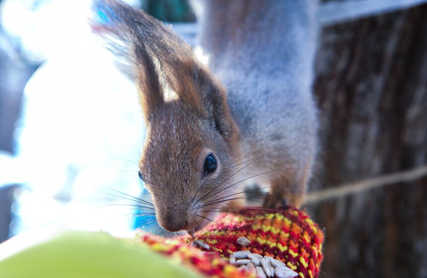 Пушистые жители Нескучного сада 9 фото