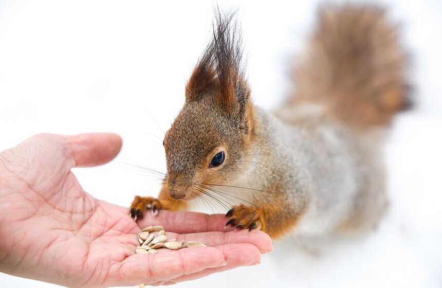 Пушистые жители Нескучного сада 15 фото