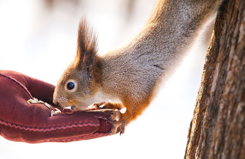 Пушистые жители Нескучного сада 12 фото