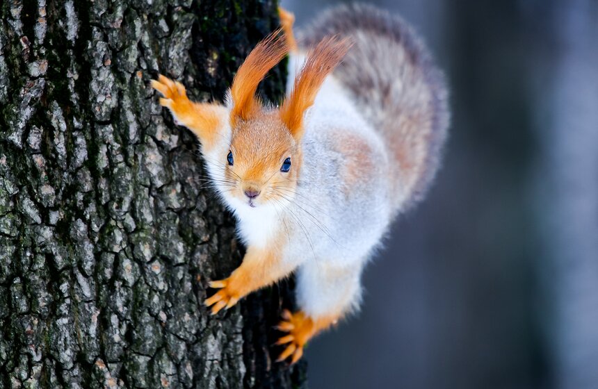 Пушистые жители Нескучного сада 13 фото