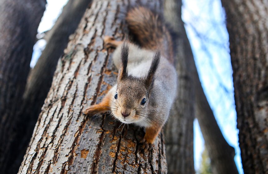 Пушистые жители Нескучного сада 14 фото
