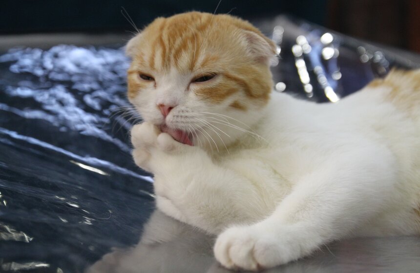 Международная выставка кошек "Кэтсбург-2017" прошла в Москве 32 фото