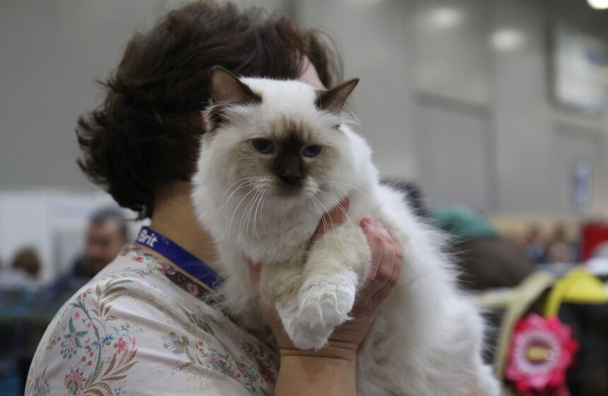 Международная выставка кошек "Кэтсбург-2017" прошла в Москве 26 фото