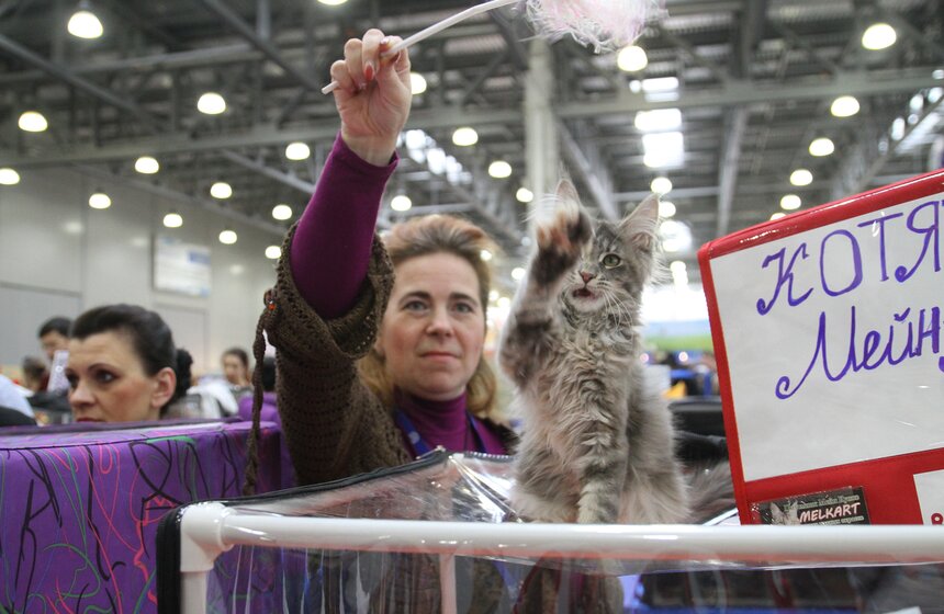 Международная выставка кошек "Кэтсбург-2017" прошла в Москве 24 фото