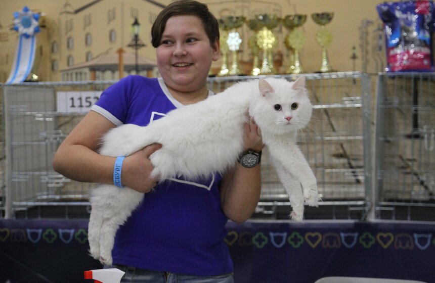 Международная выставка кошек "Кэтсбург-2017" прошла в Москве 27 фото