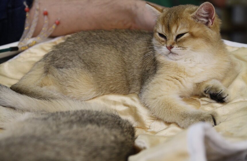 Международная выставка кошек "Кэтсбург-2017" прошла в Москве 30 фото