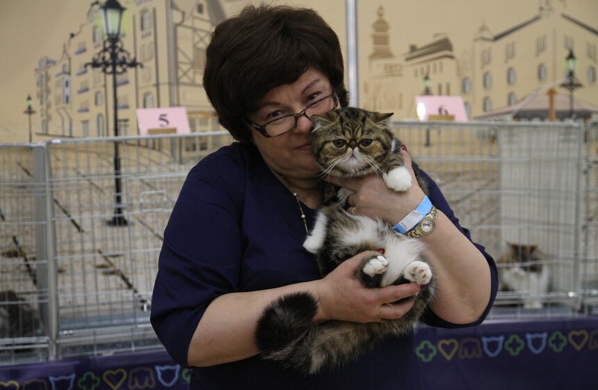 Международная выставка кошек "Кэтсбург-2017" прошла в Москве 29 фото