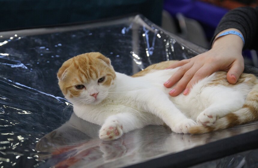 Международная выставка кошек "Кэтсбург-2017" прошла в Москве 31 фото