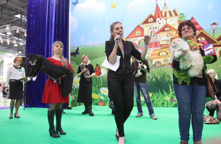 Международная выставка кошек "Кэтсбург-2017" прошла в Москве 12 фото