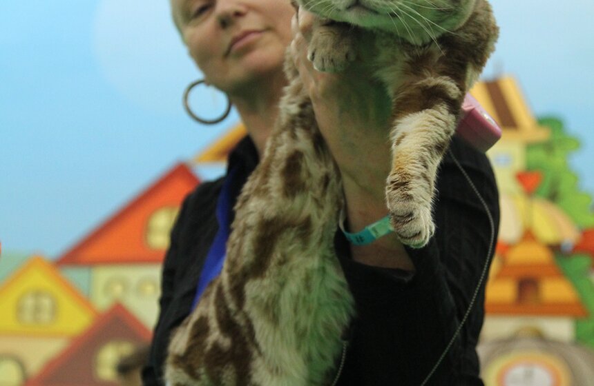 Международная выставка кошек "Кэтсбург-2017" прошла в Москве 10 фото