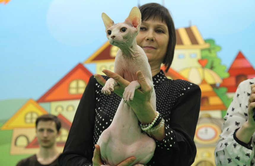 Международная выставка кошек "Кэтсбург-2017" прошла в Москве 9 фото
