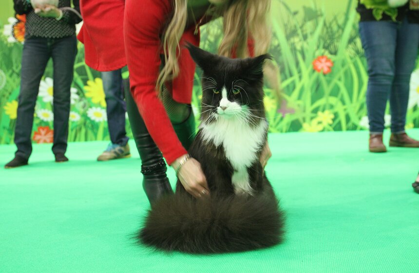 Международная выставка кошек "Кэтсбург-2017" прошла в Москве 8 фото