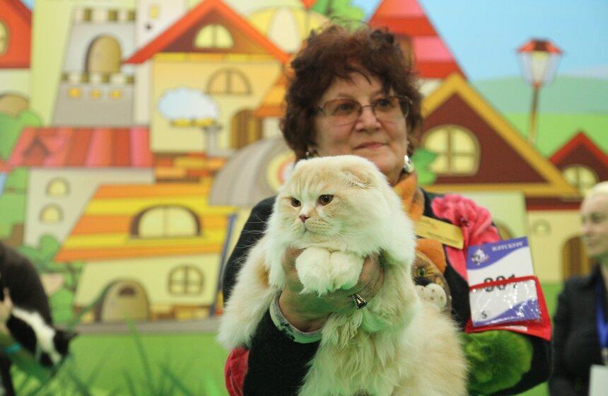 Международная выставка кошек "Кэтсбург-2017" прошла в Москве 11 фото