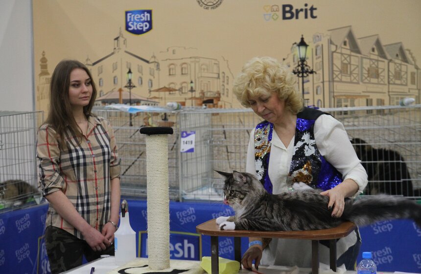 Международная выставка кошек "Кэтсбург-2017" прошла в Москве 22 фото