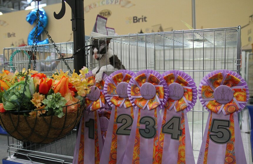 Международная выставка кошек "Кэтсбург-2017" прошла в Москве 20 фото