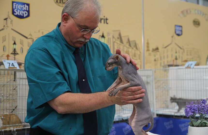 Международная выставка кошек "Кэтсбург-2017" прошла в Москве 21 фото