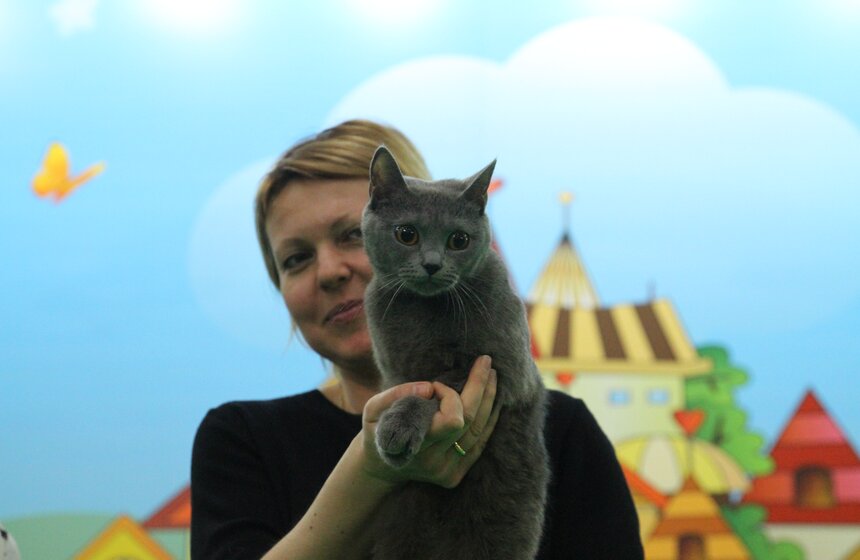 Международная выставка кошек "Кэтсбург-2017" прошла в Москве 3 фото