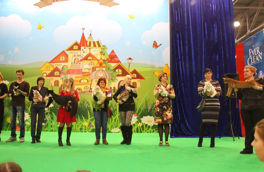 Международная выставка кошек "Кэтсбург-2017" прошла в Москве 2 фото