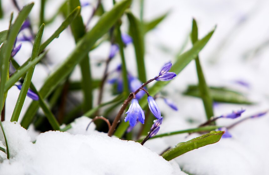 Снежная весна в "Аптекарском огороде" 8 фото