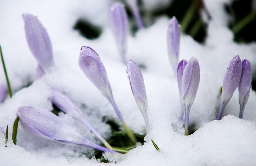 Снежная весна в "Аптекарском огороде" 7 фото