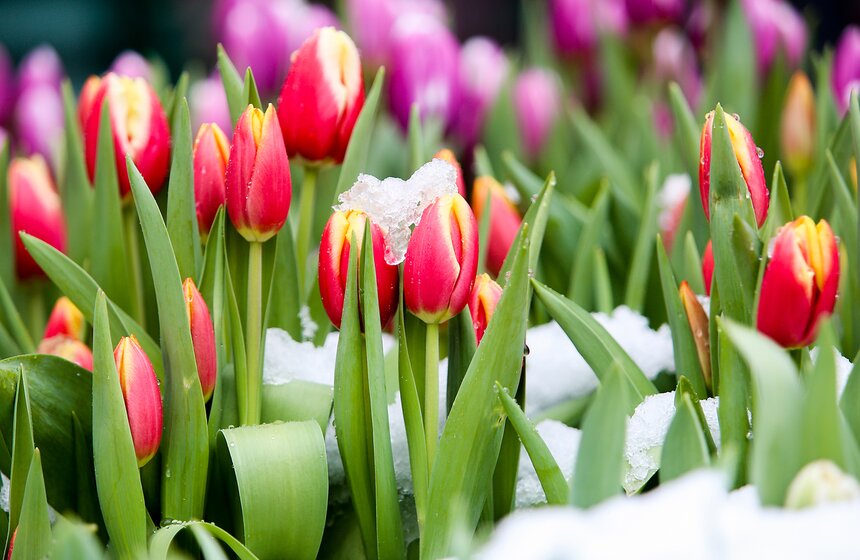 Снежная весна в "Аптекарском огороде" 2 фото