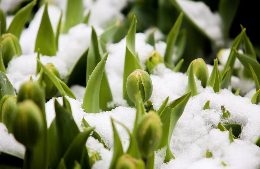 Снежная весна в "Аптекарском огороде" 4 фото