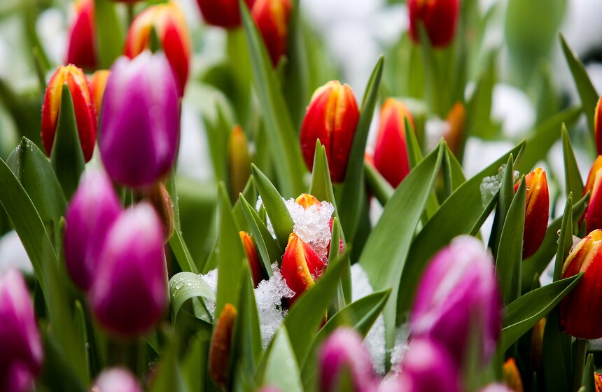 Снежная весна в "Аптекарском огороде" 6 фото