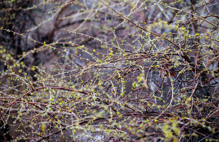 Снежная весна в "Аптекарском огороде" 24 фото
