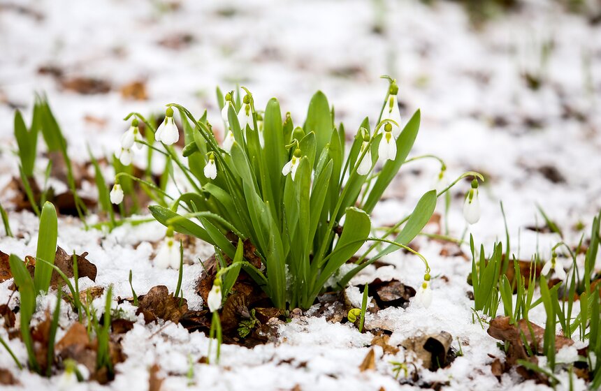 Снежная весна в "Аптекарском огороде" 19 фото