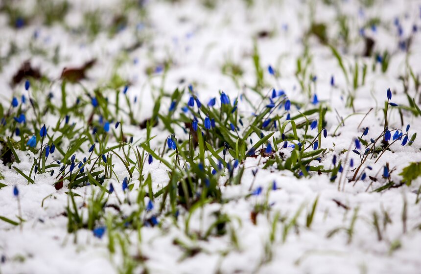 Снежная весна в "Аптекарском огороде" 18 фото