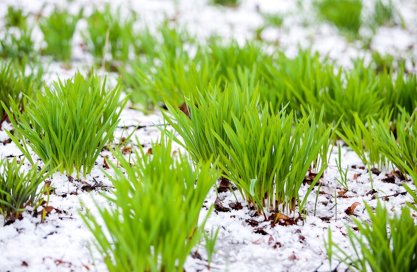 Снежная весна в "Аптекарском огороде" 20 фото