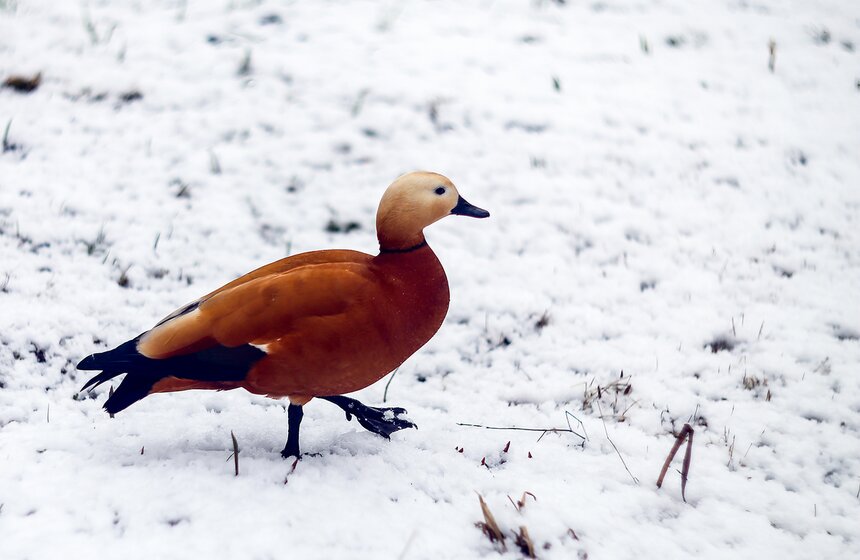 Снежная весна в "Аптекарском огороде" 21 фото
