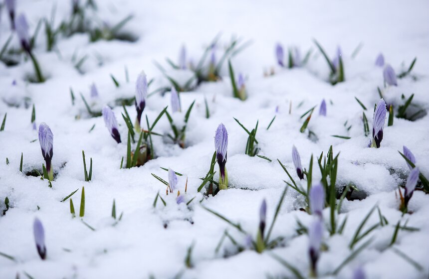Снежная весна в "Аптекарском огороде" 27 фото