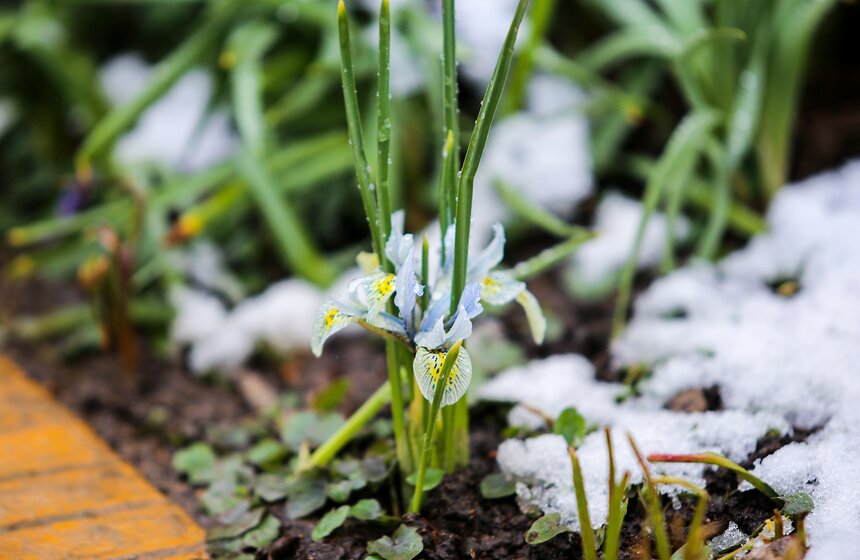 Снежная весна в "Аптекарском огороде" 26 фото