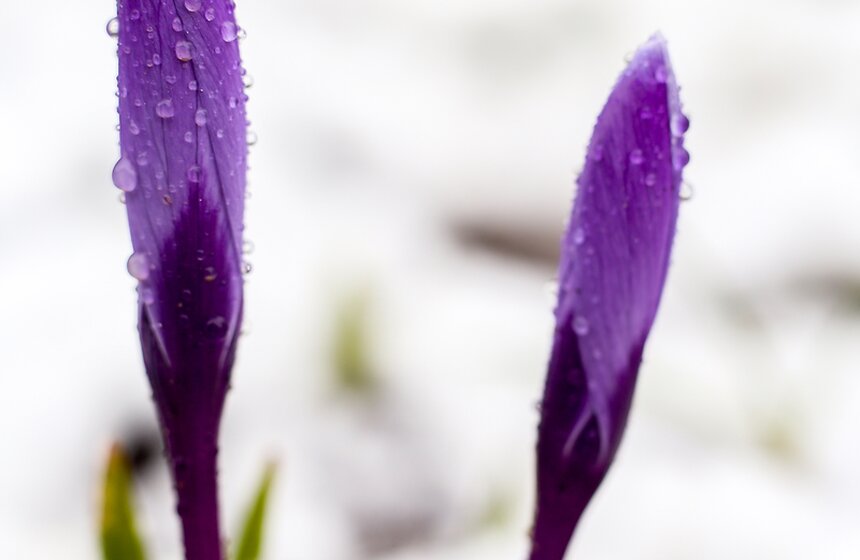 Снежная весна в "Аптекарском огороде" 11 фото