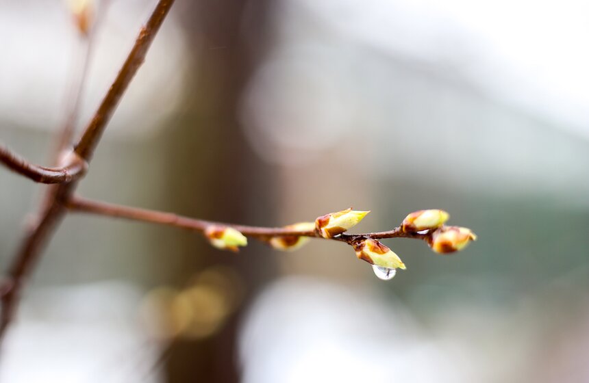 Снежная весна в "Аптекарском огороде" 12 фото