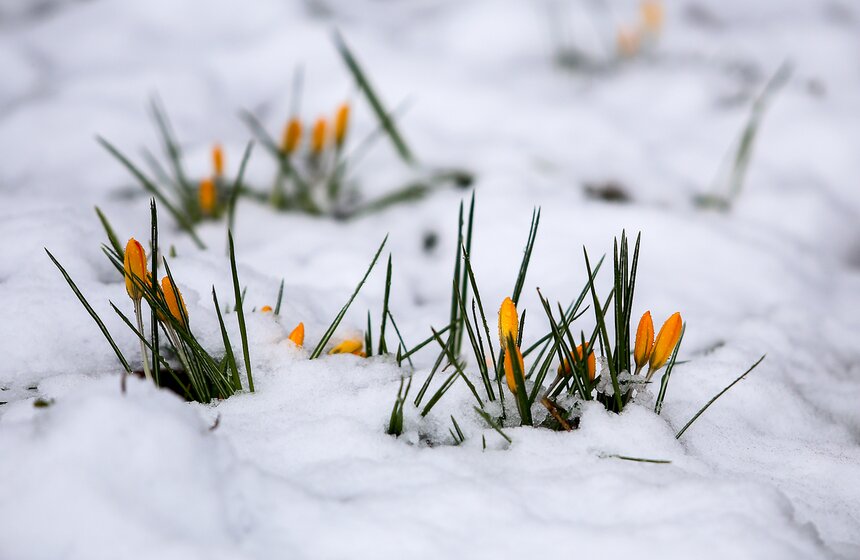 Снежная весна в "Аптекарском огороде" 14 фото