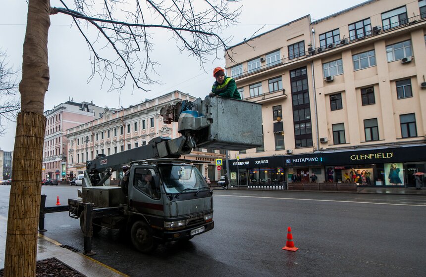 Коммунальщики подрезали деревья на Тверской улице 2 фото