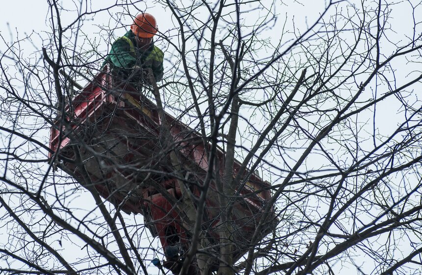 Коммунальщики подрезали деревья на Тверской улице 8 фото