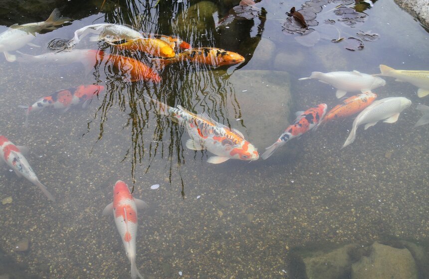 Собянин посетил площадки особой экономической зоны в Зеленограде 15 фото