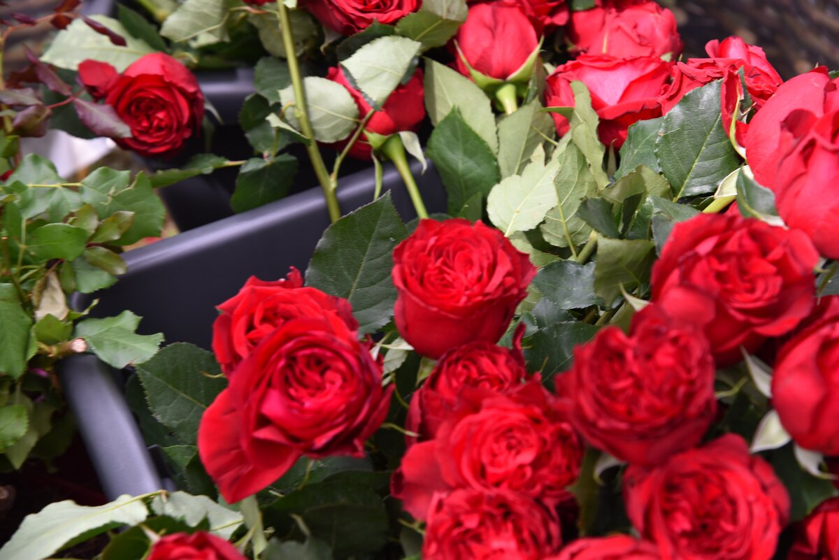 Московские розы. Московские розы. Флорибунда московская красавица. Флорибунда московская красавица. Московские розы.