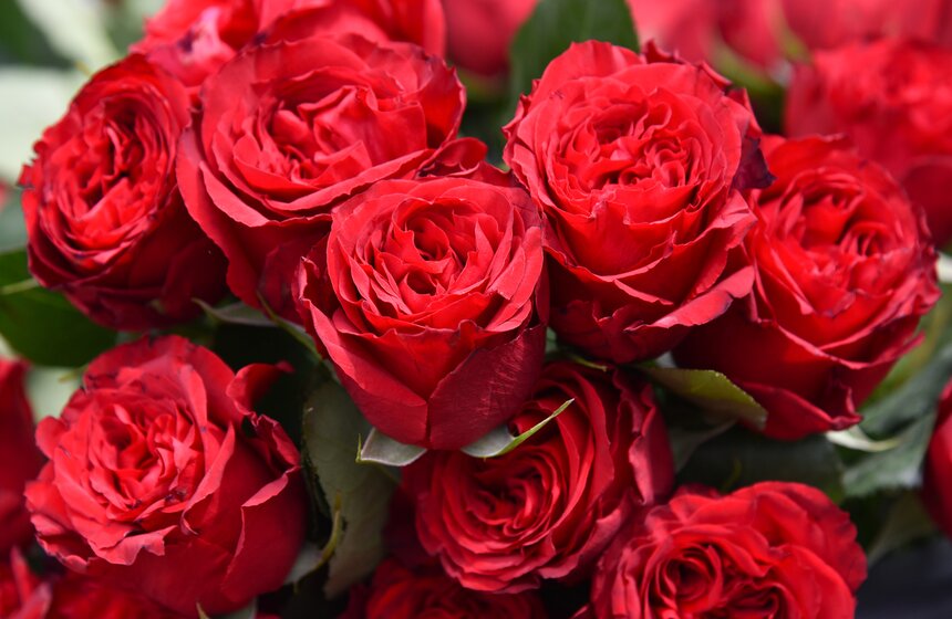 Презентация нового сорта розы "Москва". Фото 21 фото