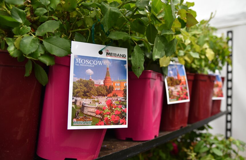 Презентация нового сорта розы "Москва". Фото 1 фото