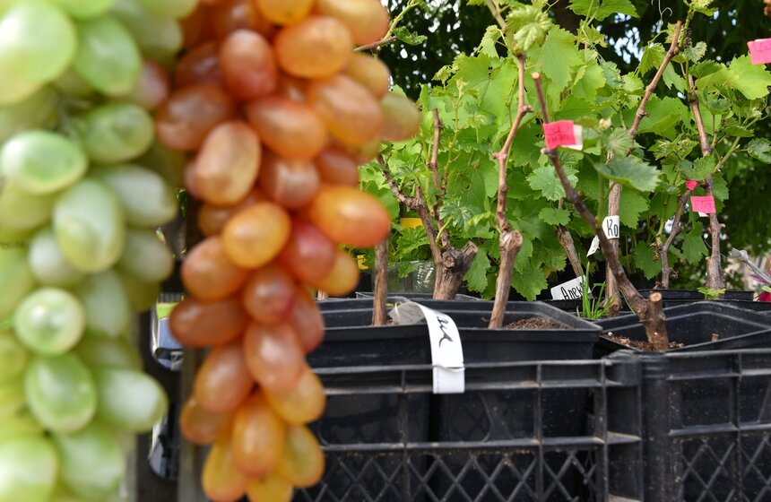 Фестиваль Moscow Flower Show 2017 в парке "Музеон". Фото 21 фото