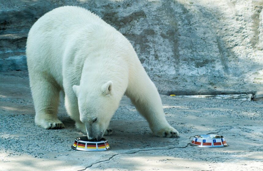 Белая медведица из зоопарка выбрала чемпиона Кубка конфедераций 1 фото