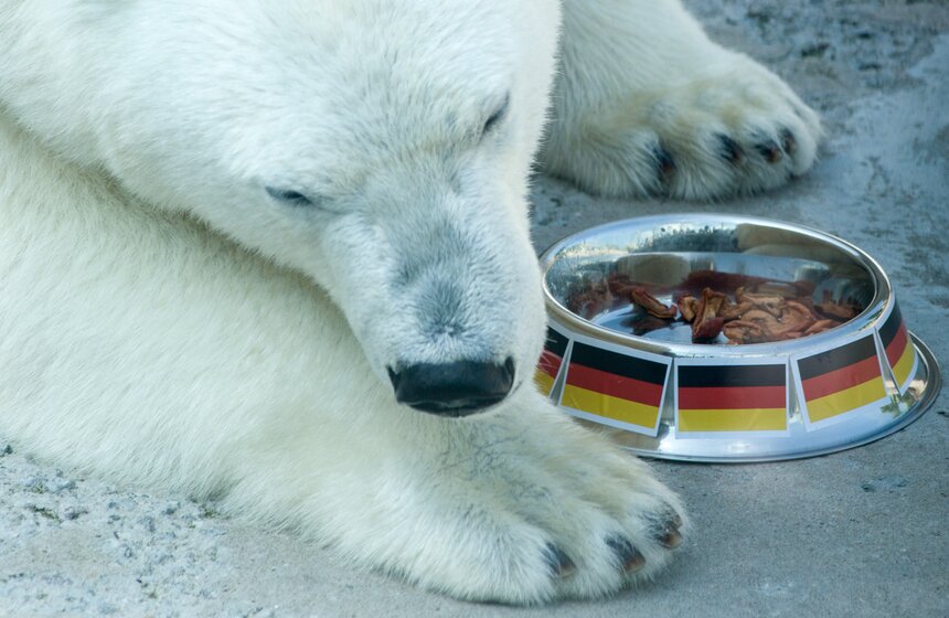 Белая медведица из зоопарка выбрала чемпиона Кубка конфедераций 2 фото