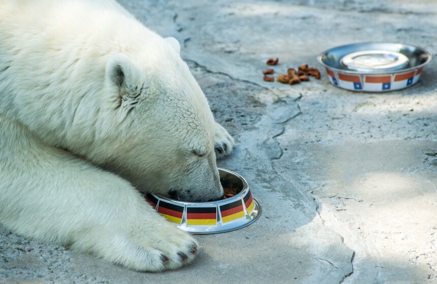 Белая медведица из зоопарка выбрала чемпиона Кубка конфедераций 4 фото