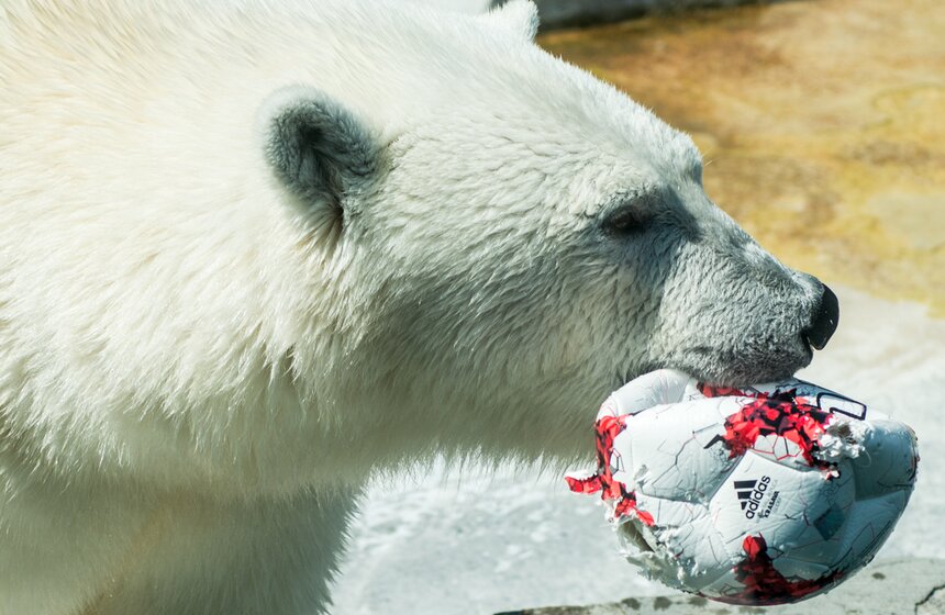 Белая медведица из зоопарка выбрала чемпиона Кубка конфедераций 9 фото